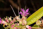 Swamp loosestrife